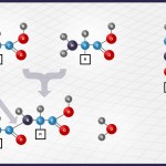 Macronutrients - A brief overview